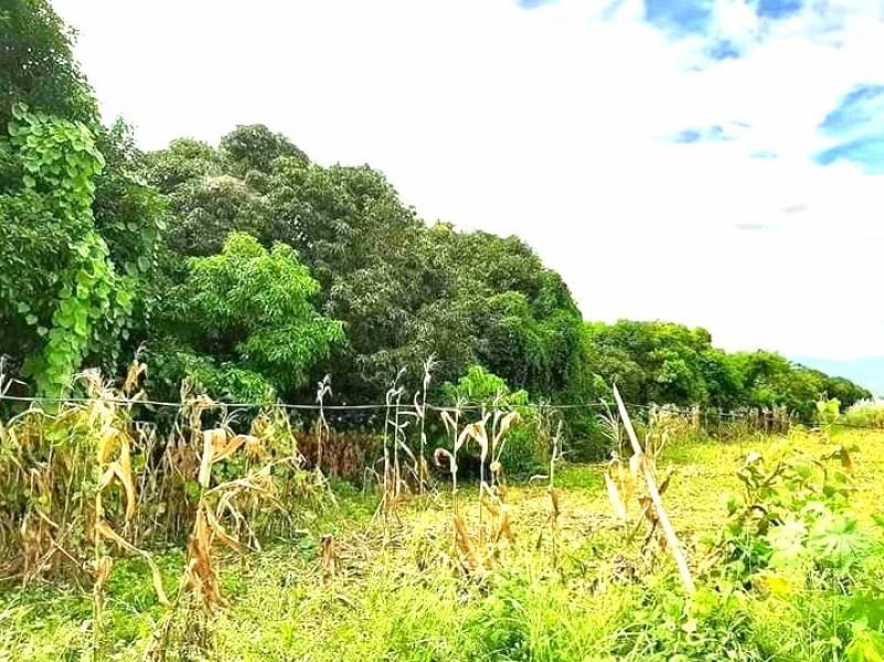 For Sale Lot Binalonan Pangasinan Listings And Prices Waa2