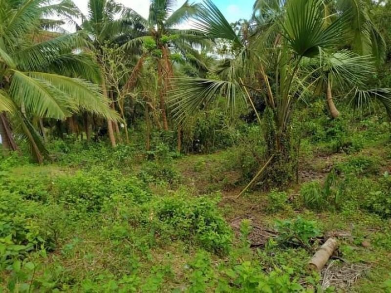 Lot for sale in Lopez, Quezon (980 php/sqm)