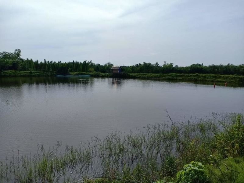 For sale fishpond and rice land with house