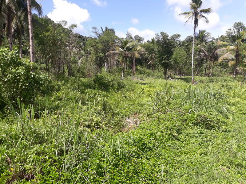 1430sqm along national road going to general luna siargao