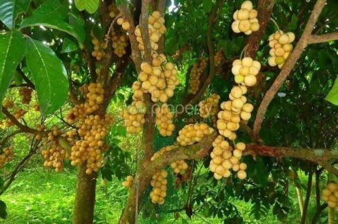 CLEAN TITLED FRUITBEARING FARM LOT FOR SALE. 📌 Land for ...