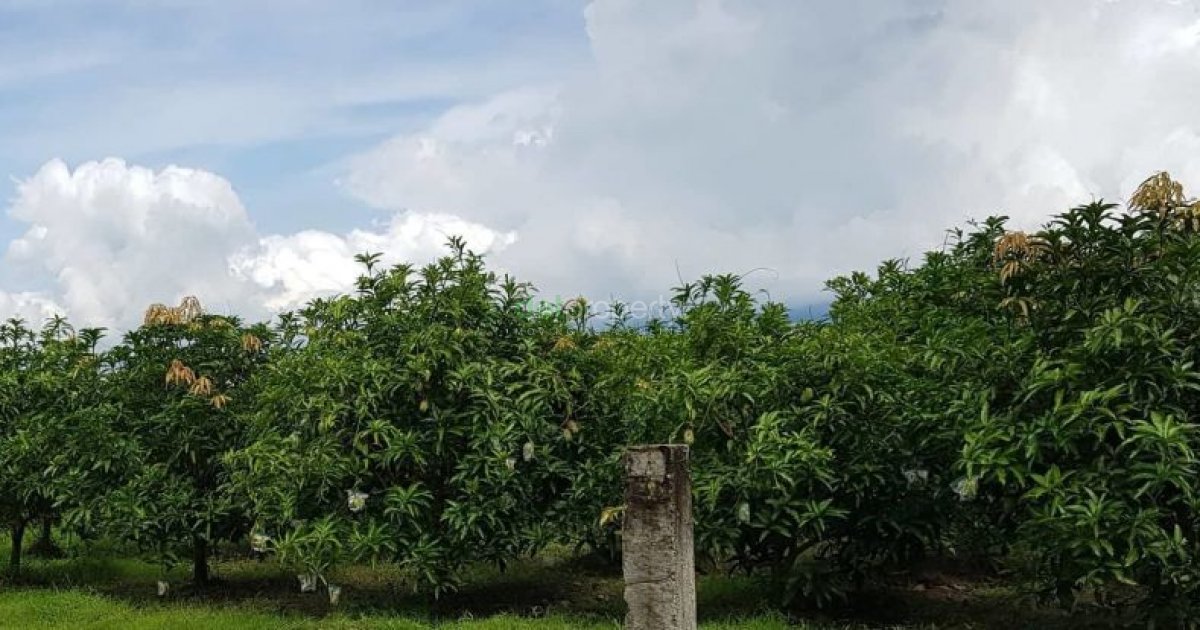 Mango Farm and 2 Farm Houses for Sale at Guimba, Nueva Ecija. 📌 Land