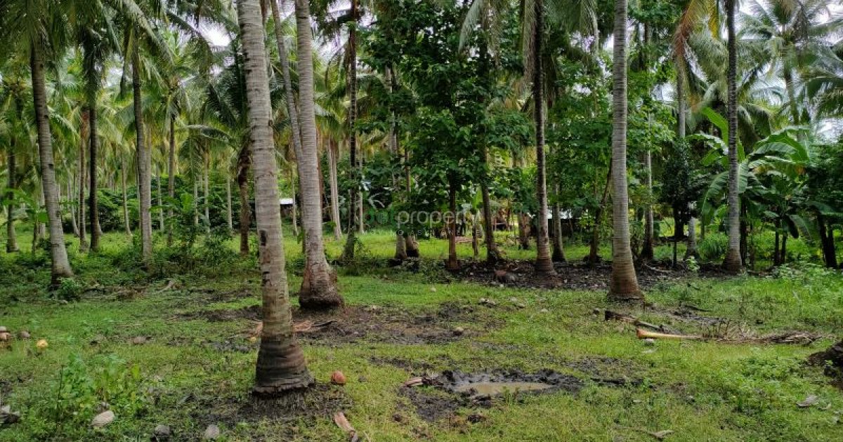 Farmland for sale. 📌 Land for sale in Quezon Dot Property